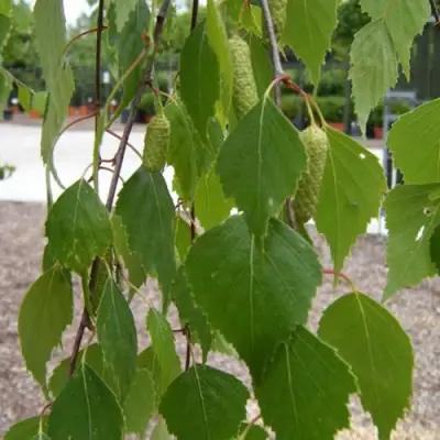 Береза ФАСЦИНЕЙШЕН белая  в Орше