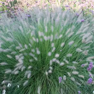 Пеннисетум ХАМЕЛН в Орше