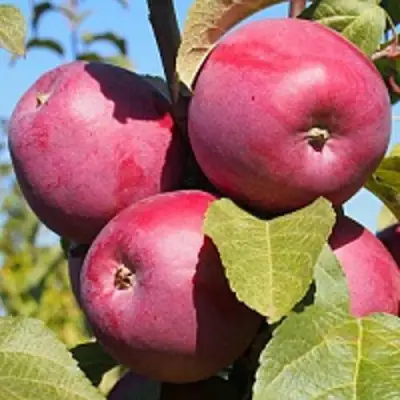 Яблоня ЗОРКА в Орше