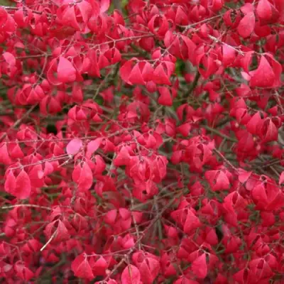 Бересклет КОМПАКТУС  в Орше