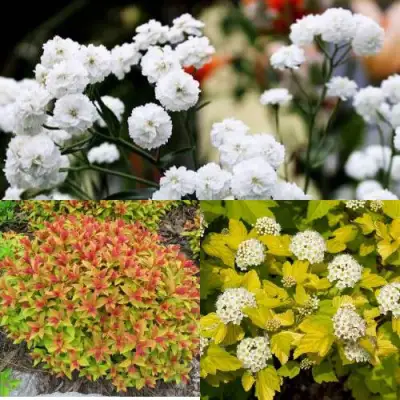 Комплект СОЛНЕЧНЫЙ МИКС в Орше