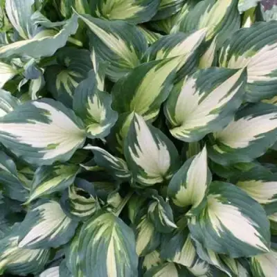 Хоста КРИСМАС КЭНДИ гибридная в Орше