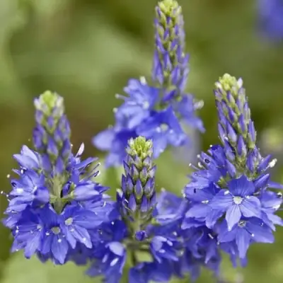 Вероника австрийская в Орше