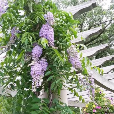 Глициния макростахия БЛЮ МУН в Орше