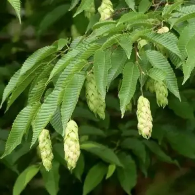 Граб японский в Орше