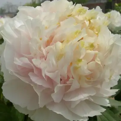 Пион ЗОЛОТОЙ ИЗУМРУД древовидный в Орше