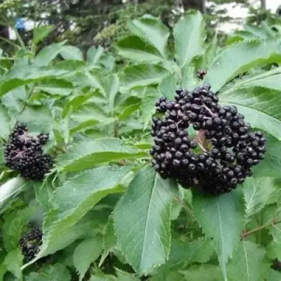 Бузина черная КЛАДЗЕЗЬ в Орше