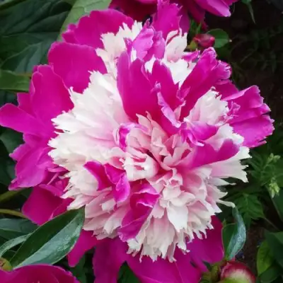 Пион КАПЛЯ РОСЫ травянистый в Орше