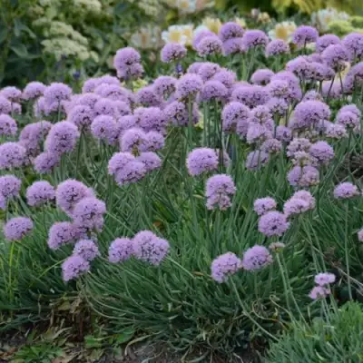 Лук ЛИЗА БЛЮ стареющий в Орше