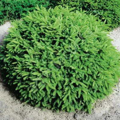 Ель НИДИФОРМИС обыкновенная в Орше