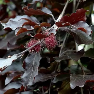 Бук лесной АТРОПУНИЦЕА в Орше