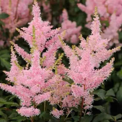 Астильба ЮНИК САЛМОН гибридная в Орше