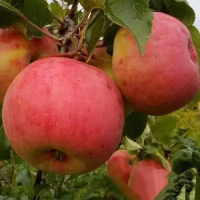 Яблоня БОЛОТОВСКОЕ в Орше