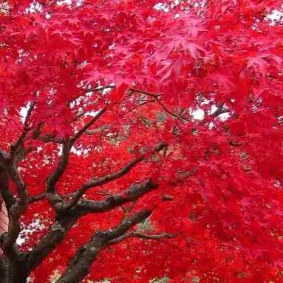 Клен гиннала  в Орше