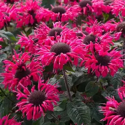 Монарда БИ МЭРИ гибридная в Орше