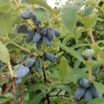 Жимолость съедобная НИМФА (ГАММА) в Орше