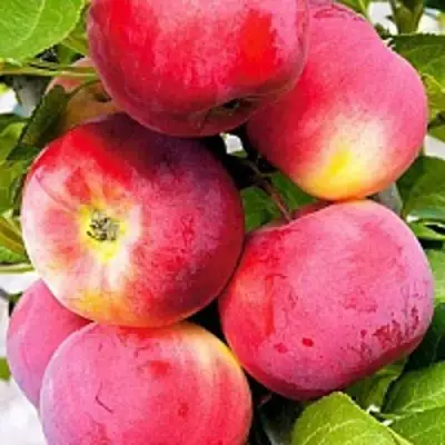 Яблоня СЕРЕБРЯНОЕ КОПЫТЦЕ в Орше