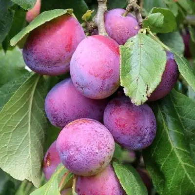 Слива БЛЮ СВИТ колонновидная в Орше