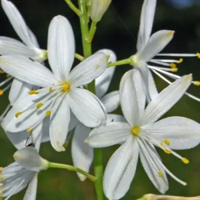 Венечник ветвистый в Орше