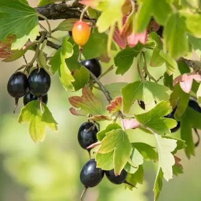 Смородина золотистая БЛЭЙКСТ в Орше