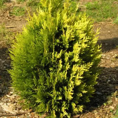 Туя КОППЕР ГОЛД западная в Орше