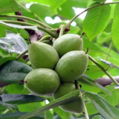 Орех маньчжурский МИЧУРИНЕЦ в Орше