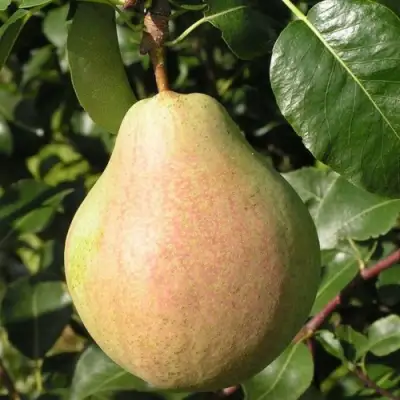 Груша ЛИРА в Орше