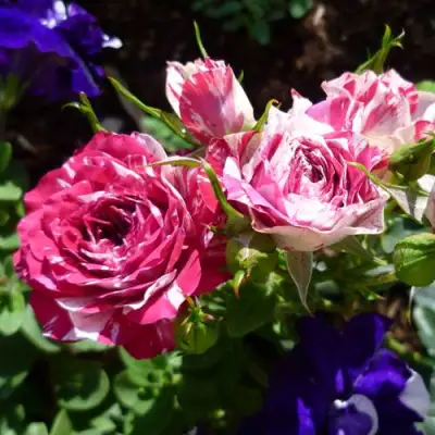 Роза ФЛЕШ ДАНС спрей в Орше