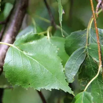 Береза ПОВИСЛАЯ в Орше