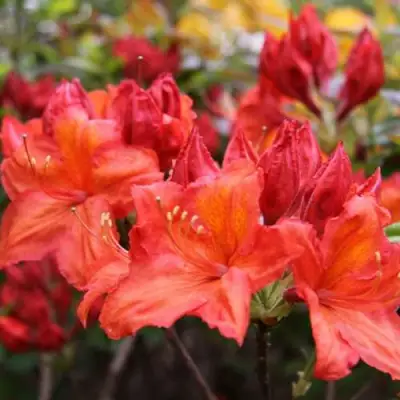 Азалия ЛИЛИНШТЕЙН японская в Орше