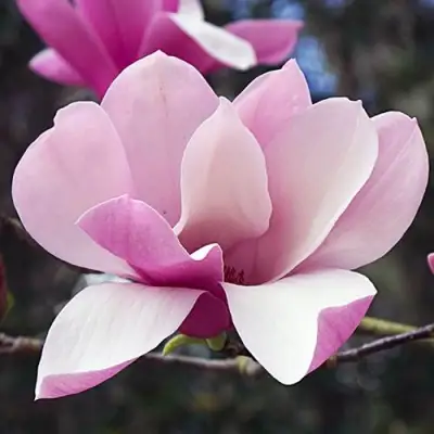 Магнолия РИККИ в Орше