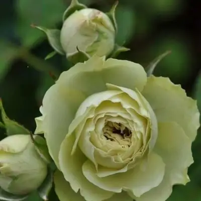 Роза ГРИН ДАЙМОНД миниатюрная в Орше