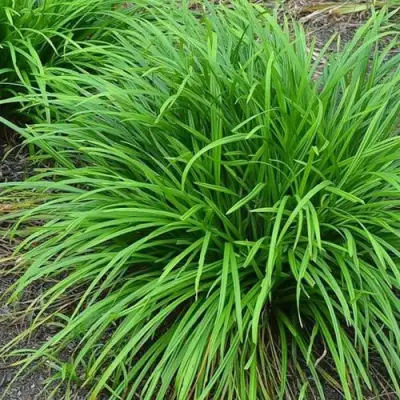 Осока АЙРИШ ГРИН в Орше