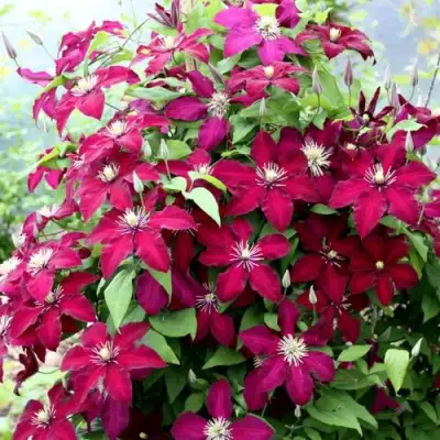 Клематис МАЗОВШЕ в Орше