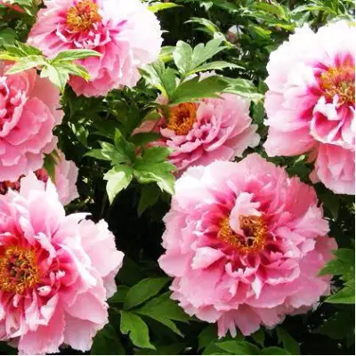 Пион СЕРЕБРИСТЫЙ РУЧЕЙ древовидный в Орше