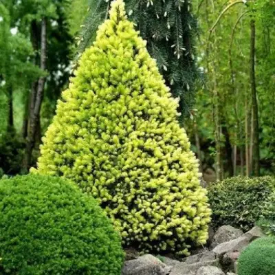 Ель РЕЙНБОУЗ ЭНД сизая в Орше