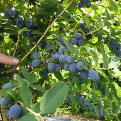Жимолость съедобная КЛУБНИЧНАЯ СЕНСАЦИЯ в Орше