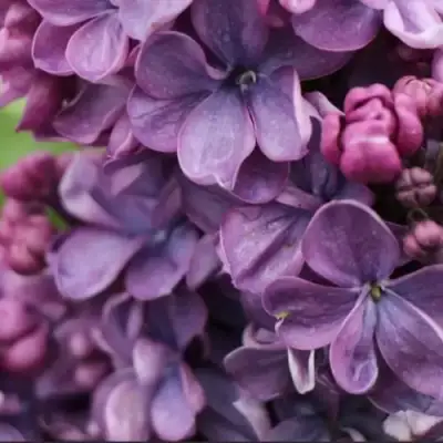 Сирень ВИОЛЕТТА в Орше