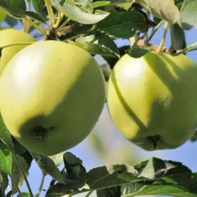 Яблоня САХАРНАЯ в Орше