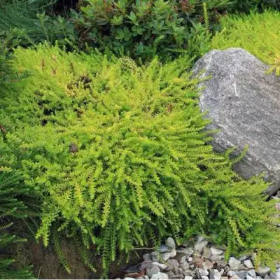 Водяника БЕРНШТЕЙН черная в Орше