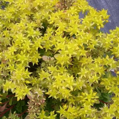 Очиток (седум) ИММЕРГРЮНХЕН в Орше