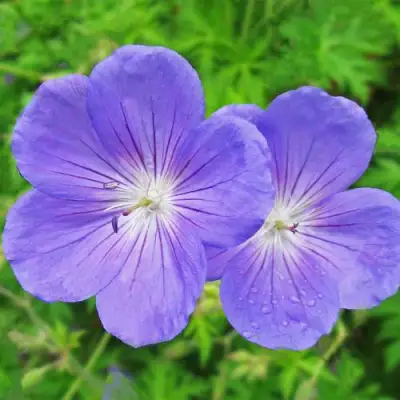 Герань БРУКСАЙД гибридная в Орше