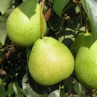 Груша ЛАГОДНАЯ в Орше