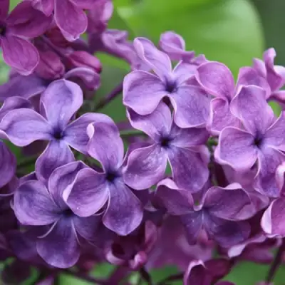 Сирень СУМЕРКИ в Орше