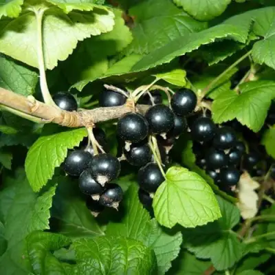 Смородина черная БАГИРА в Орше