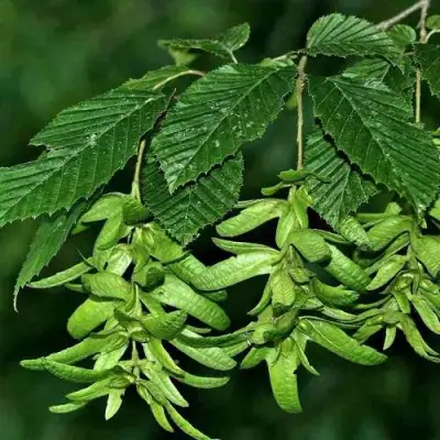 Граб  в Орше