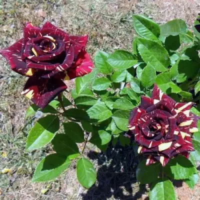 Роза АБРАКАДАБРА чайно-гибридная в Орше