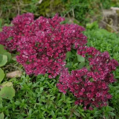 Очиток (седум) РУБИ ГЛОУ скальный в Орше