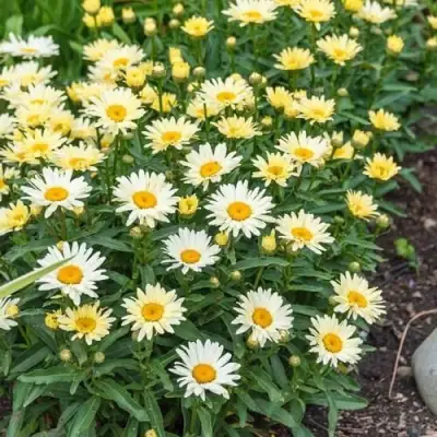 Нивяник БРОДВЕЙ ЛАЙТС великолепный в Орше