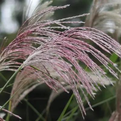 Мискантус МАЛЕПАРТУС китайский  в Орше